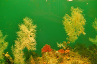 Im Unterwasser-Observatorium